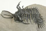 Short-Fork Walliserops Hammi Trilobite - Foum Zguid, Morocco #201653-3